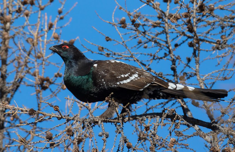 Каменный Глухарь (Tetrao parvirostris)