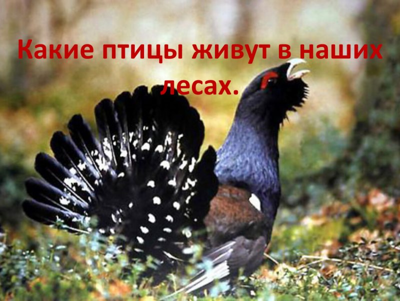 Глухарь рябчик тетерев Кедровка