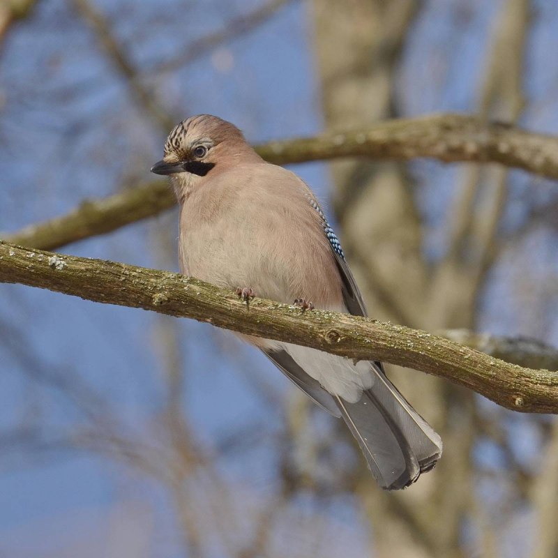Сойка garrulus glandarius