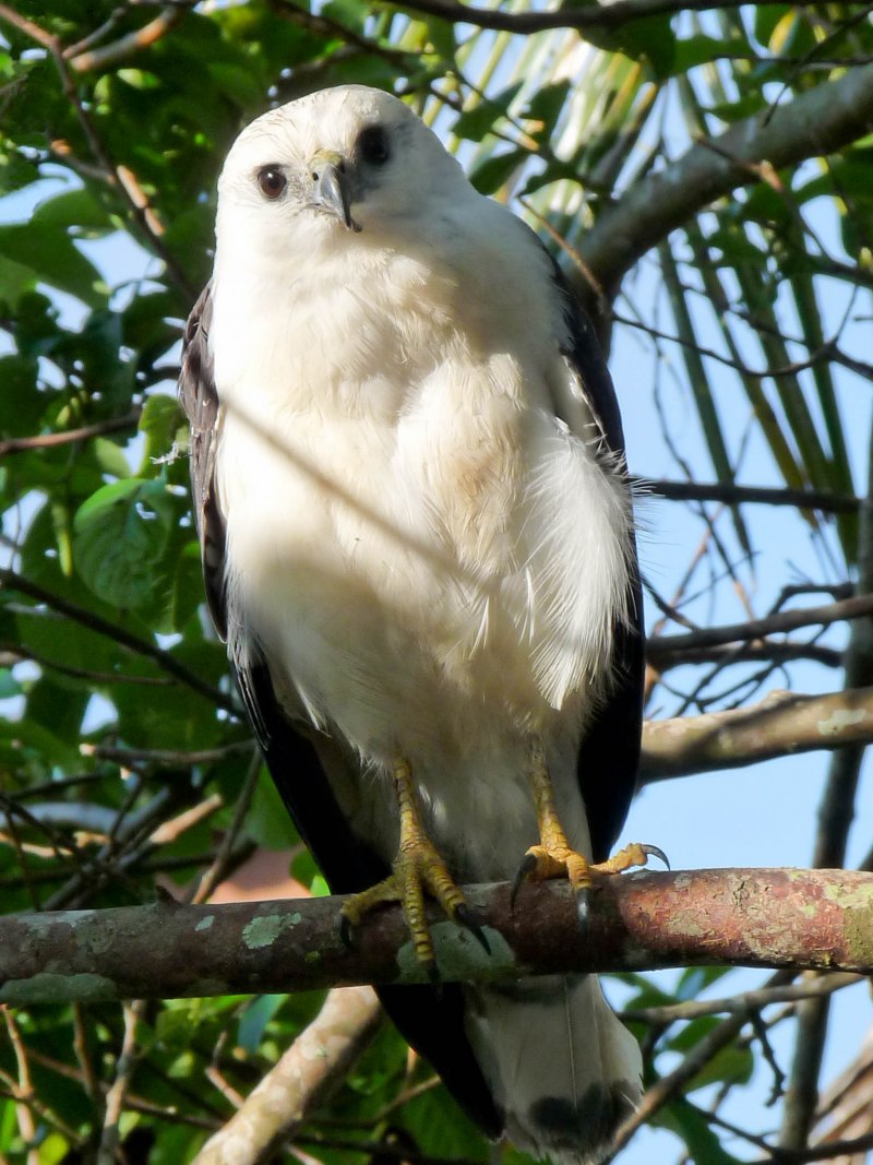 White-Rumped Hawk