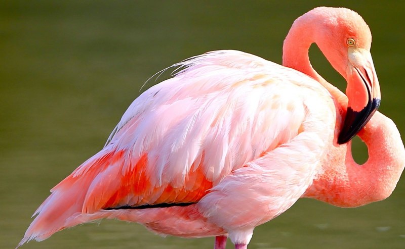 Обыкновенный Фламинго (розовый Фламинго) (Phoenicopterus roseus)