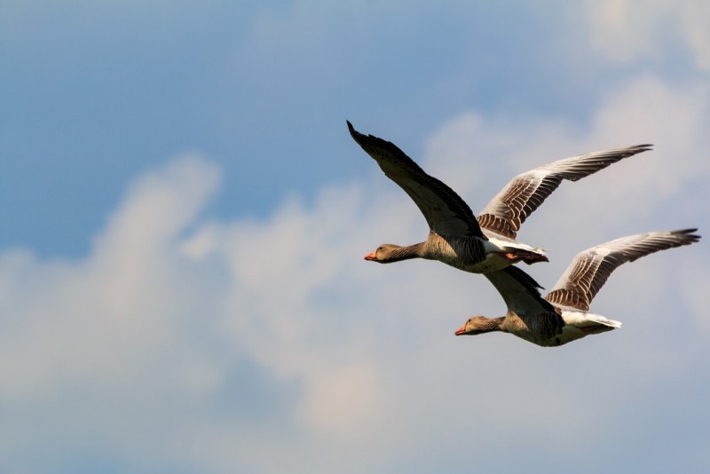 Flying Goose