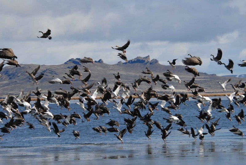 Flock of Geese