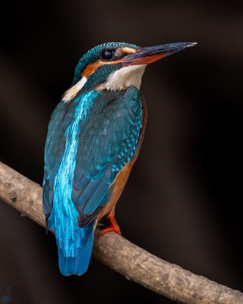Eisvogel
