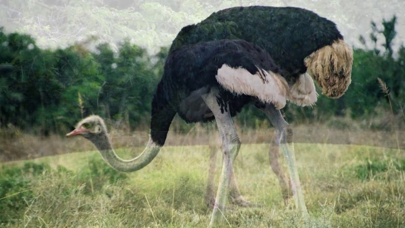 Масайский страус