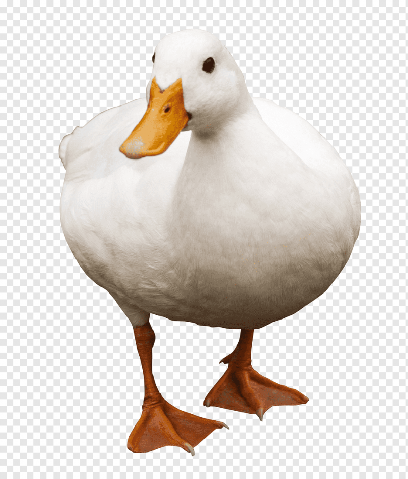 Гусь и утка