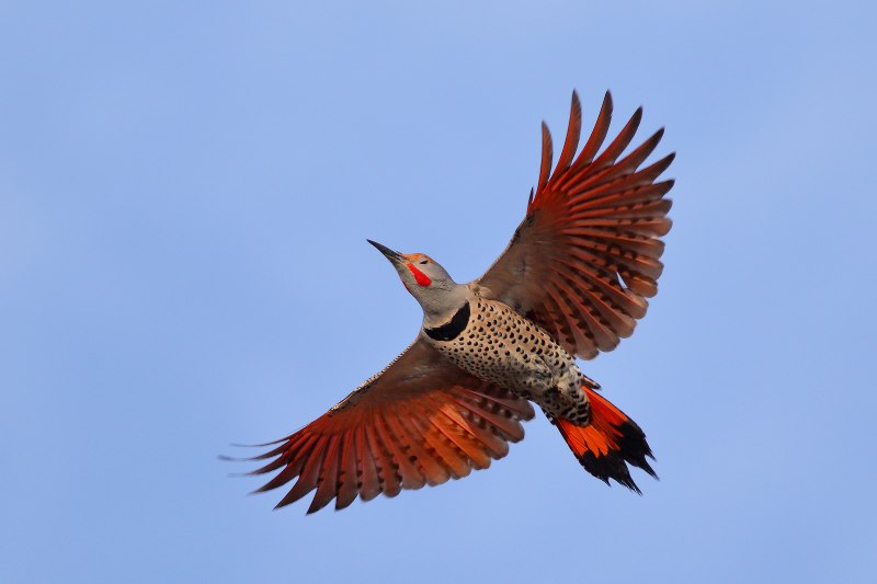 Northern Flicker Wing