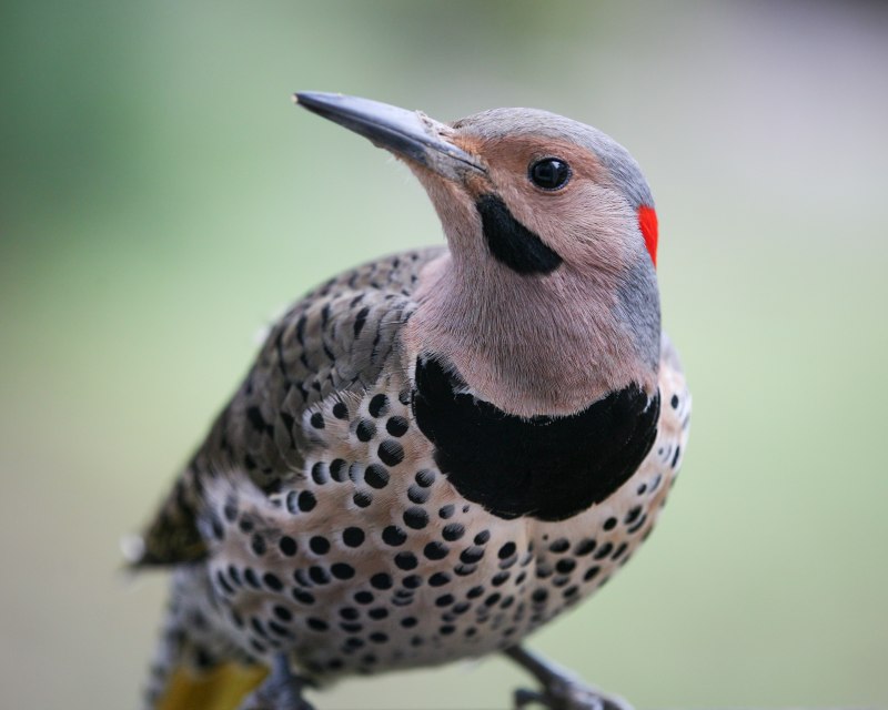 Colaptes auratus
