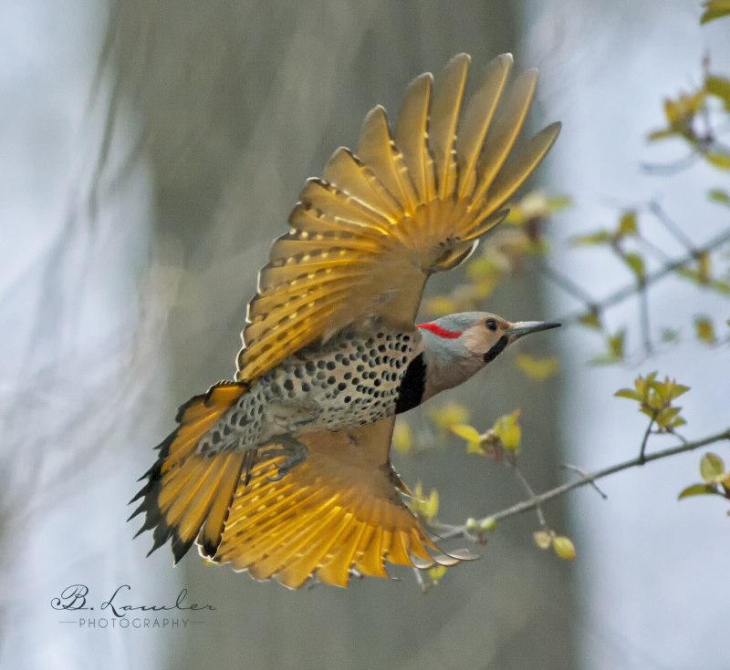 Northern Flicker птица летит