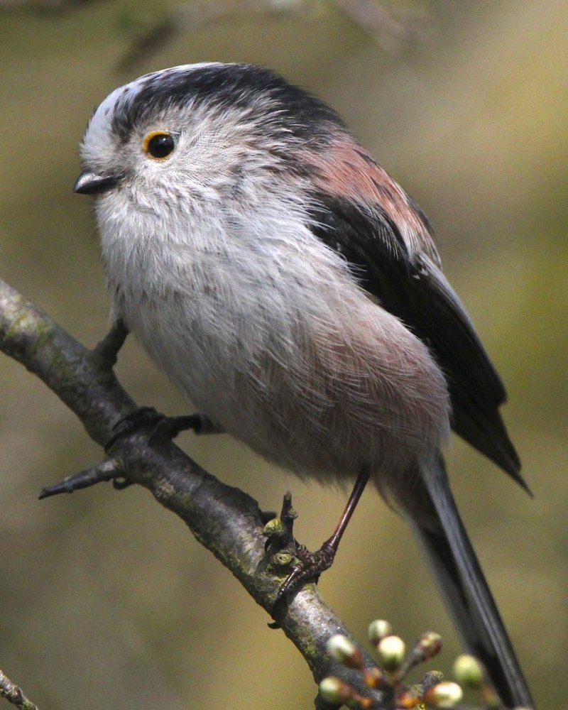 Sylvia atricapilla (l.)