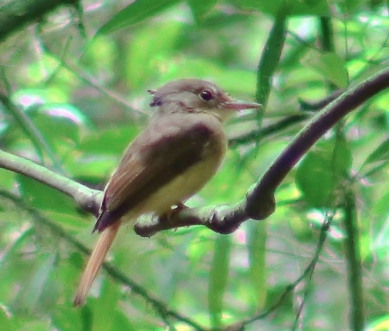White Bellbird птица