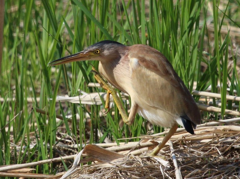 Китайский волчок (Yellow Bittern, Ixobrychus sinensis)