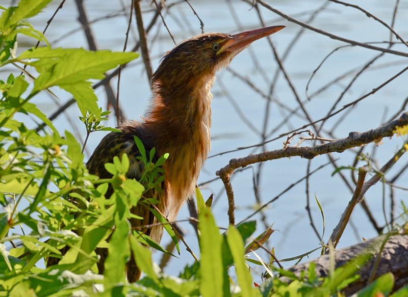 Ixobrychus involucris