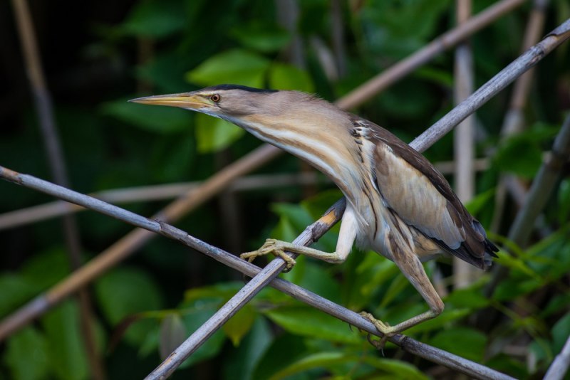 Ixobrychus minutus