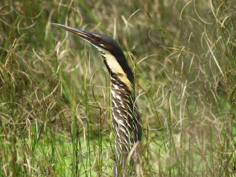 Выпь малая (Ixobrychus minutus)
