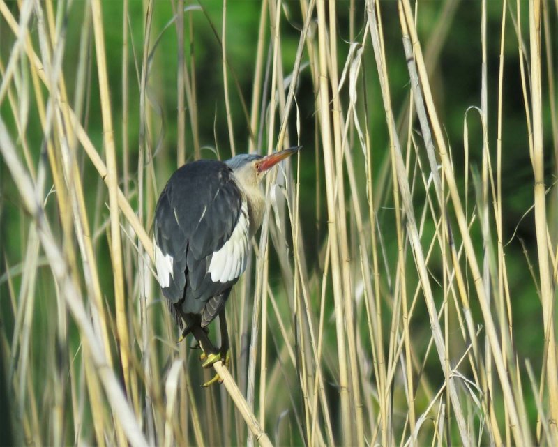 Ixobrychus minutus