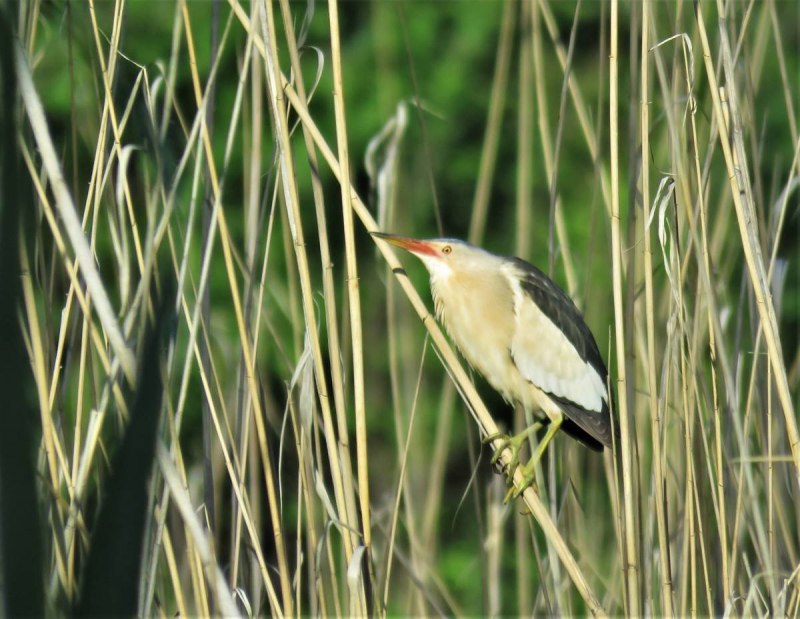 Ixobrychus minutus