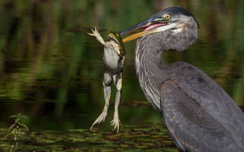Голубоногая цапля Egretta rufescens