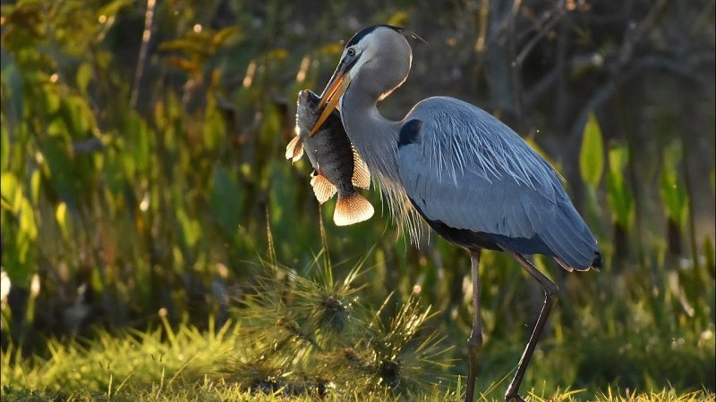Черношейная цапля (Ardea melanocephala)