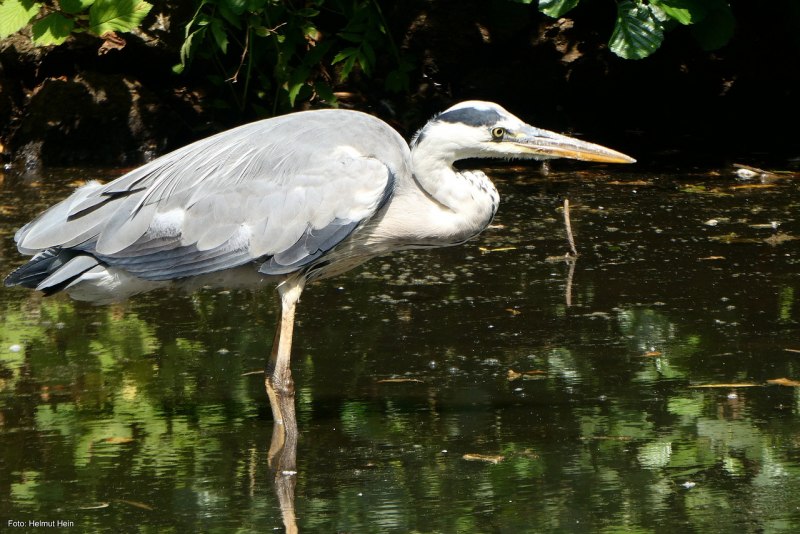 Птица Ardea cinerea