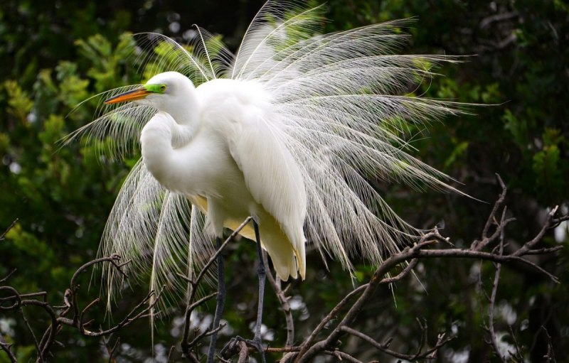Great Blue Heron птица