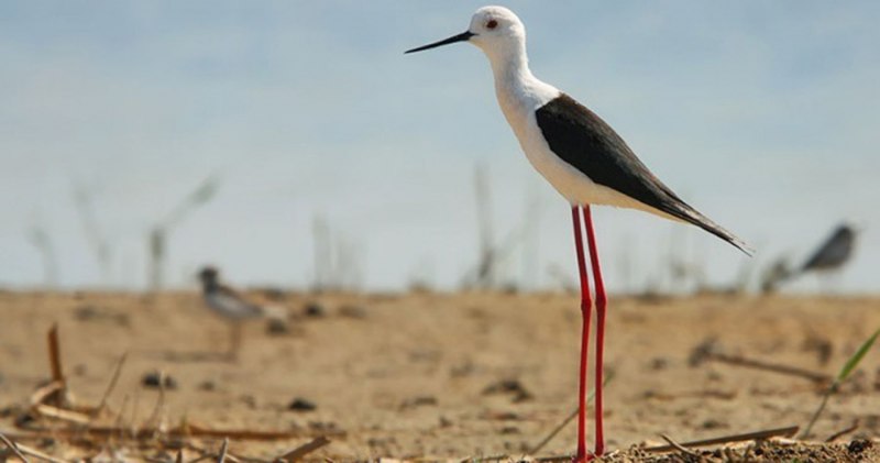 Ходулочник himantopus himantopus