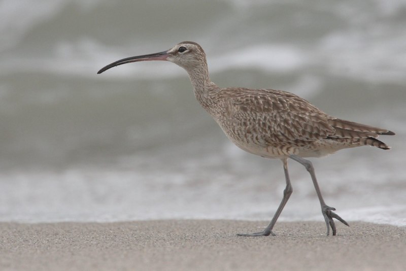 Кроншнеп средний – Numenius phaeopus