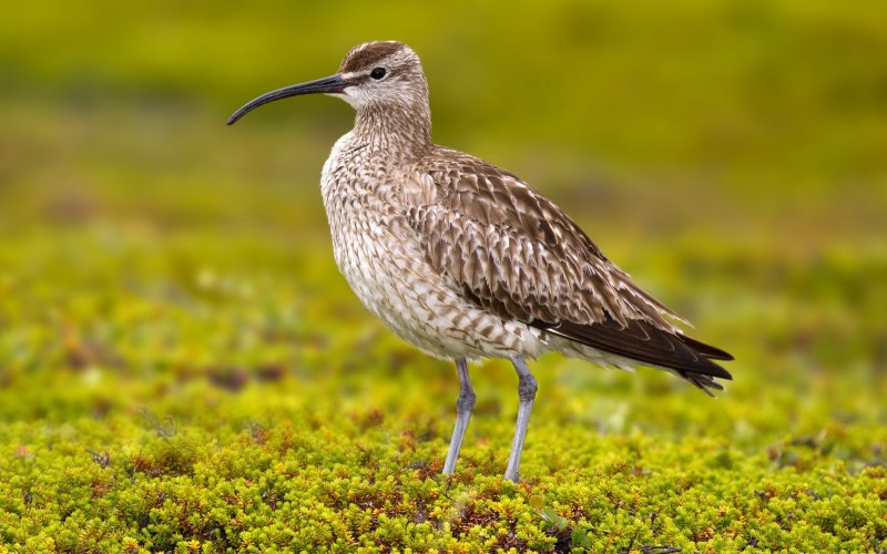 Кроншнеп средний – Numenius phaeopus