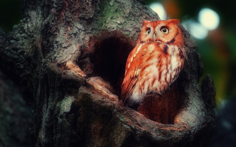 Филин Bubo Bubo красная книга