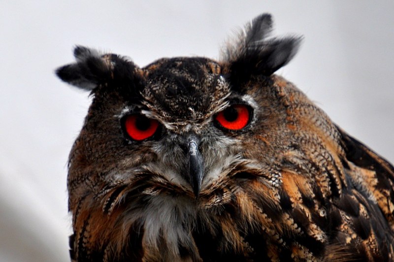 Филин обыкновенный (Bubo Bubo)