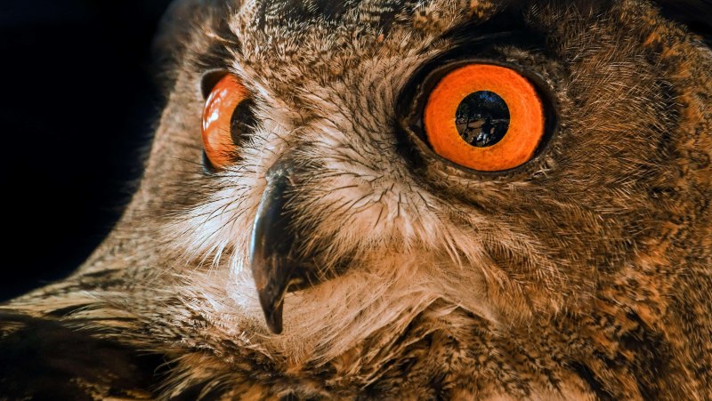 Обыкновенный Фи́лин ( Bubo Bubo)