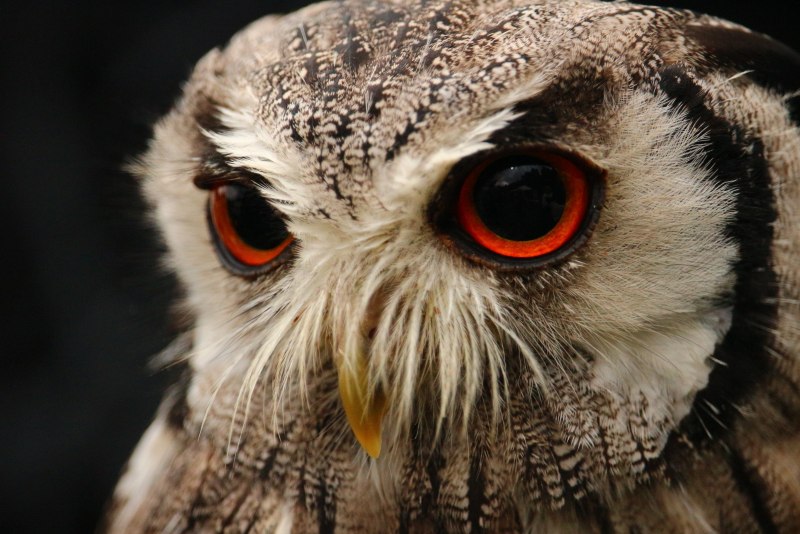 Филин обыкновенный (Bubo Bubo)
