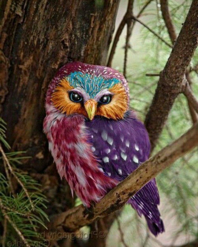 Филин обыкновенный (Bubo Bubo)