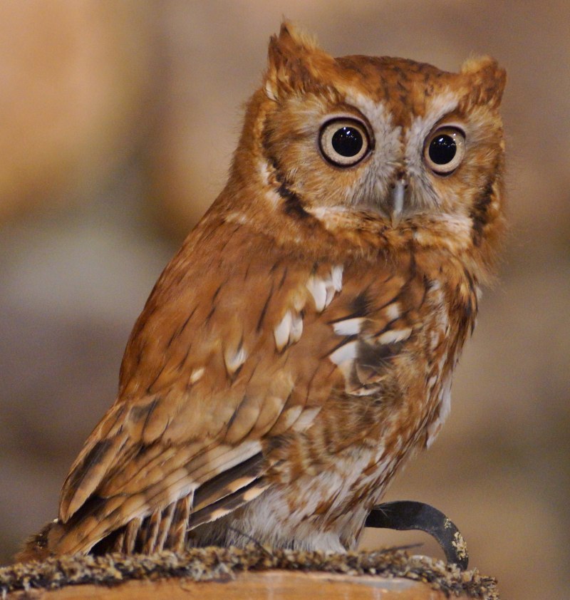 Филин обыкновенный (Bubo Bubo)