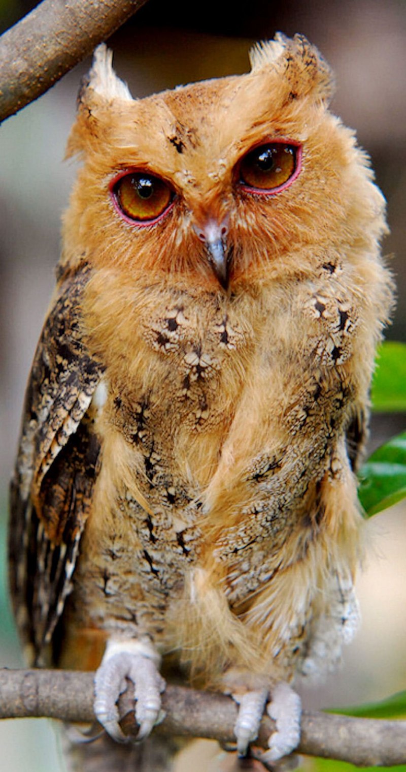 Eastern Screech Owl