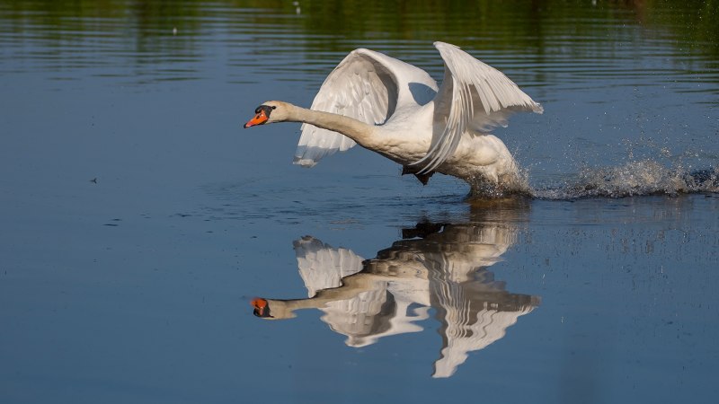 Лебедь взлетает с воды