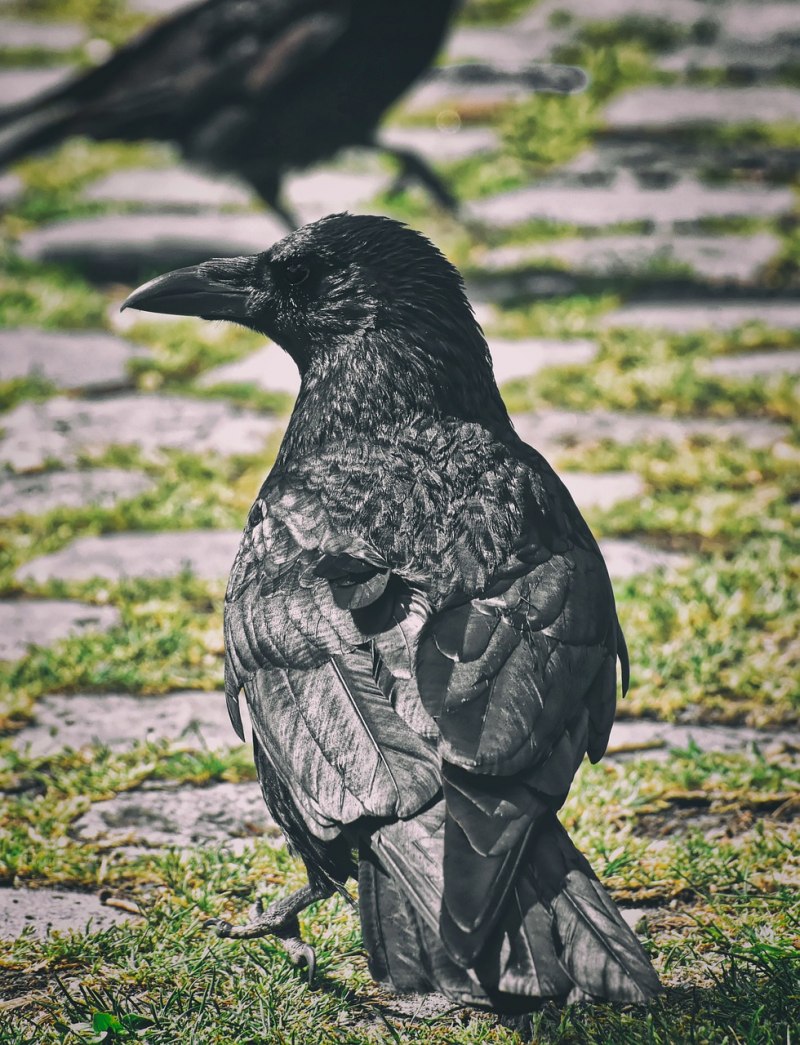 Корвус Коракс ворон