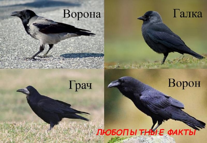 Разные вороны