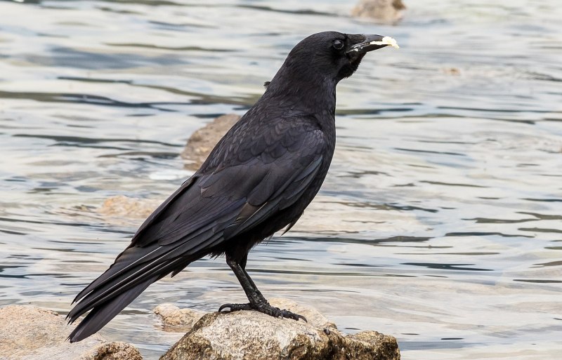 Corvus palmarum minutus