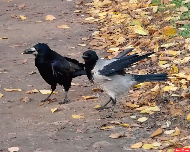 Самка ворона