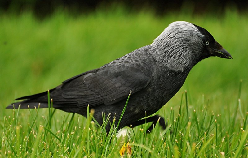 Corvus brachyrhynchos