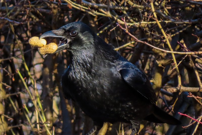 Crow or Raven