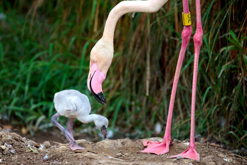 Новорожденный фламинго (79 фото)