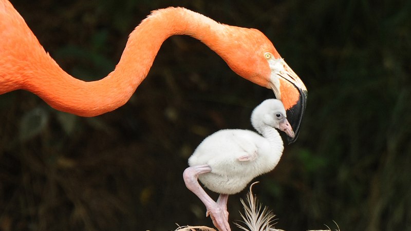 Creepy Flamingo