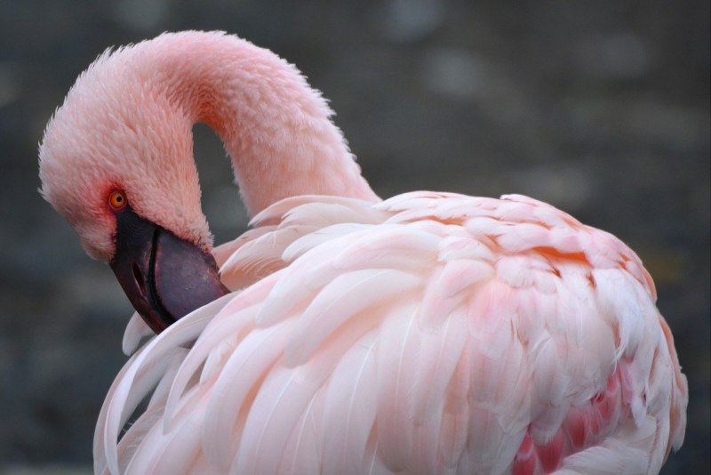 Touch Flamingo meeting Автор