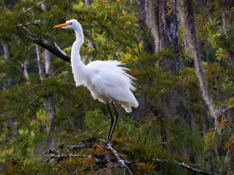 Louisiana Heron - Луизианская цапля