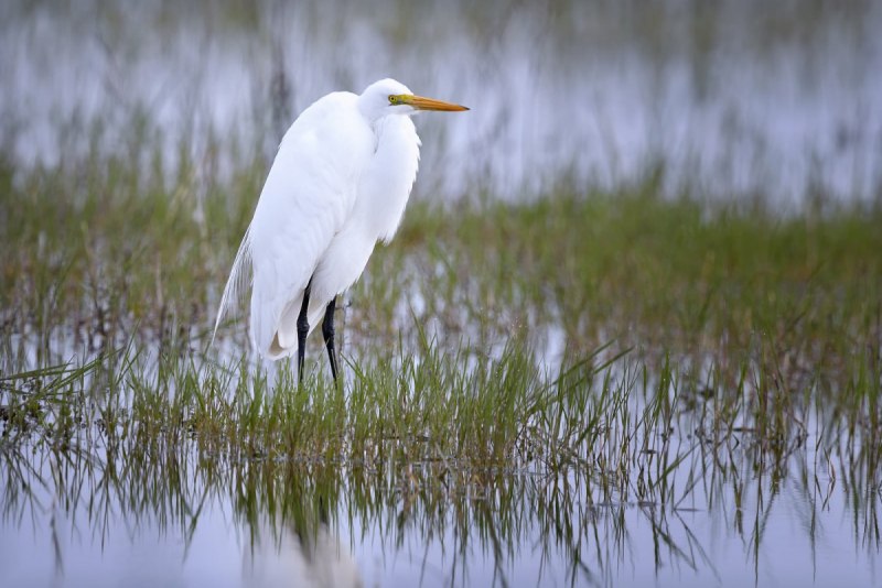 Большая белая цапля (Ardea Alba)