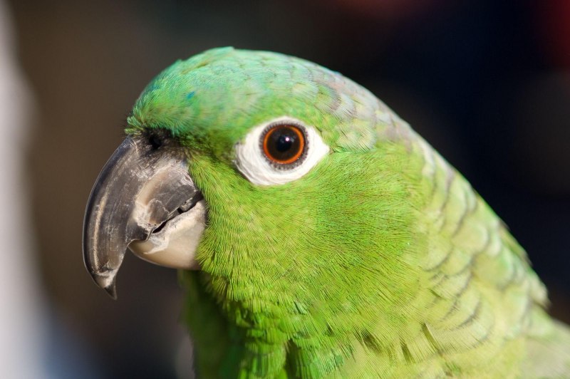 Green Parrot