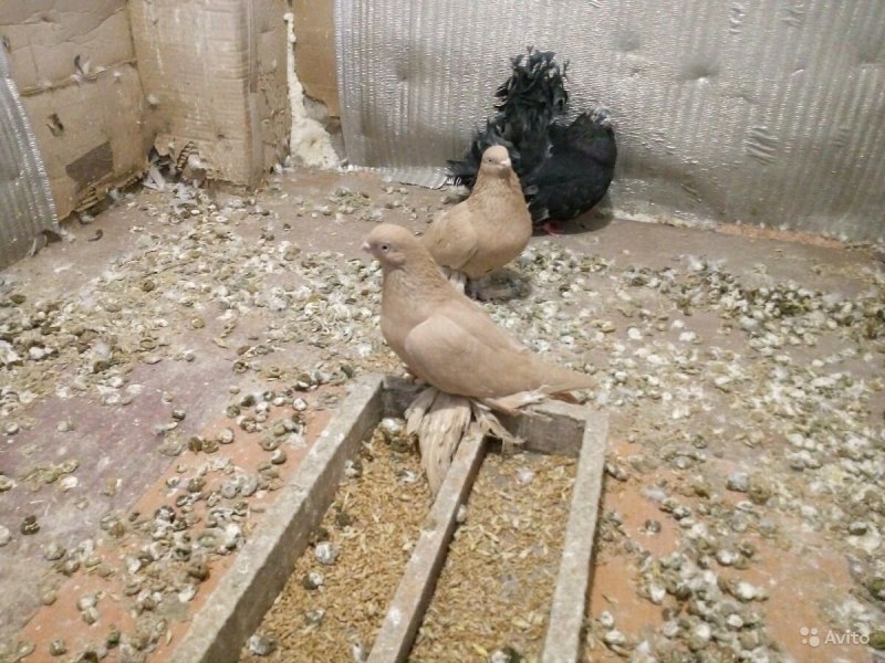 Статные голуби