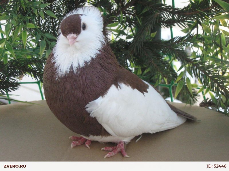 Birds White Pigeon
